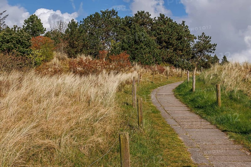 A path that leads through an autumnal landscape of fields and woods, under a partly cloudy sky, plants, grasses and green trees in a heath landscape, hiking trail in the green, nes, ameland, netherlands