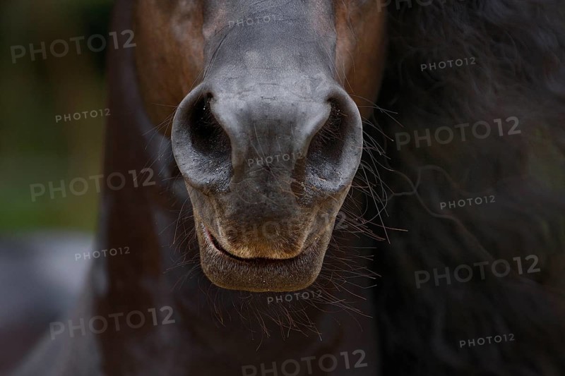 Friesian, Friesian horse
