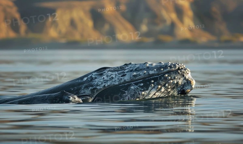 A gray whale mother gently guiding her calf through calm coastal waters AI generated