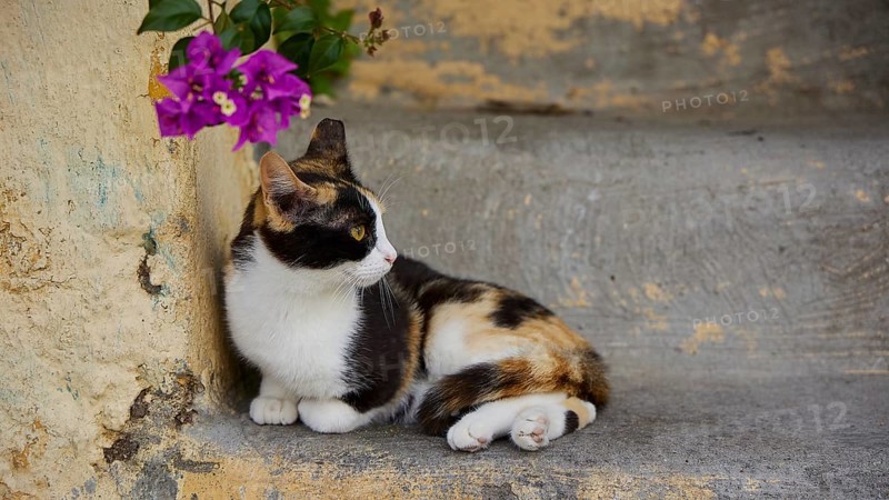 Relaxed cat lying next to a flower on a staircase, near Grand Master's Palace, Knights' Town, Rhodes Town, Rhodes, Dodecanese, Greek Islands, Greece, Europe
