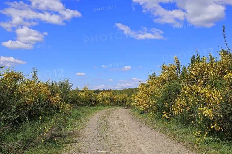 Forest path leads through a forest area destroyed by the bark beetle (Ips typographus) and overgrown by broom (Genista), flowering gorse against a blue sky, landscape, Wilnsdorf, North Rhine-Westphalia, Germany, Europe