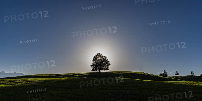 Common beech (Fagus sylvatica), in autumn at sunset, solitary tree near Rieden am Forggensee, Ostallgaeu, Allgaeu, Bavaria, Germany, Europe