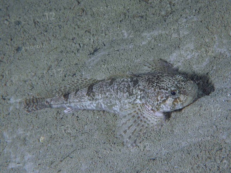 A fish, european bullhead (Cottus Gobio), which blends in perfectly with the sandy substrate with its grey colouring. Dive site Grosser Parkplatz, Herrliberg, Lake Zurich, Canton Zurich, Switzerland, Europe