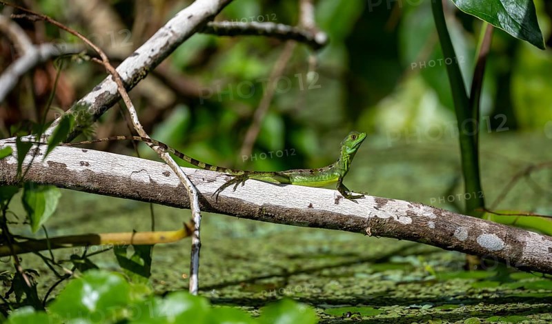 Juvenile plumed basilisk (Basiliscus plumifrons) sitting on a tree trunk above the water, Tortuguero National Park, Costa Rica, Central America