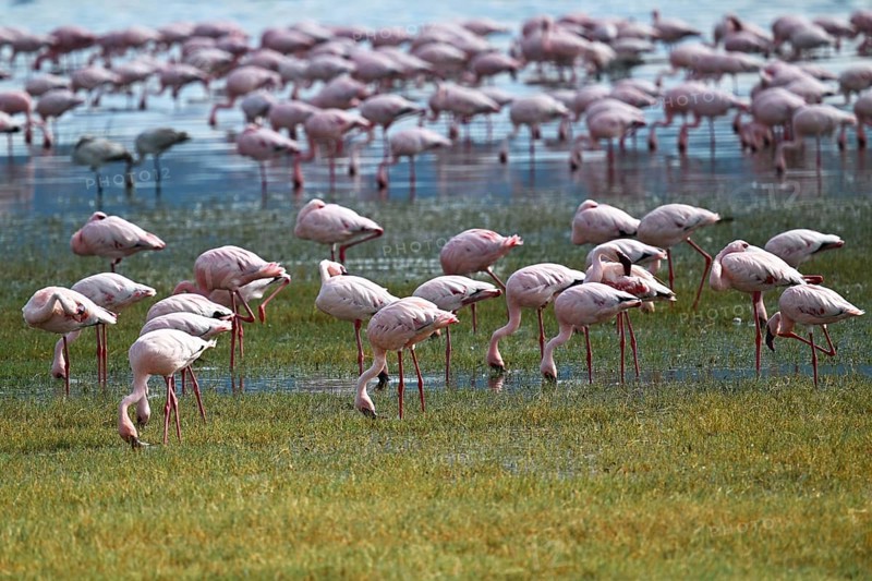 Lesser flamingos (Phoeniconaias minor), Ngorongoro Crater, Ngorongoro Conservation Area, Tanzania, Africa