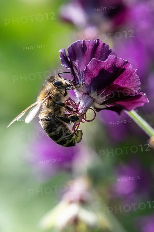 Honey bee (Apis mellifera) on cranesbill (Geranium phaeum), Emsland, Lower Saxony, Germany, Europe