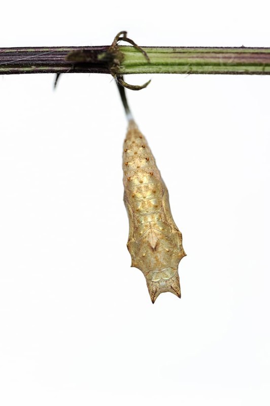 Small tortoiseshell (Nymphalis urticae, Aglais urticae), pupa against a white background, North Rhine-Westphalia, Germany, Europe