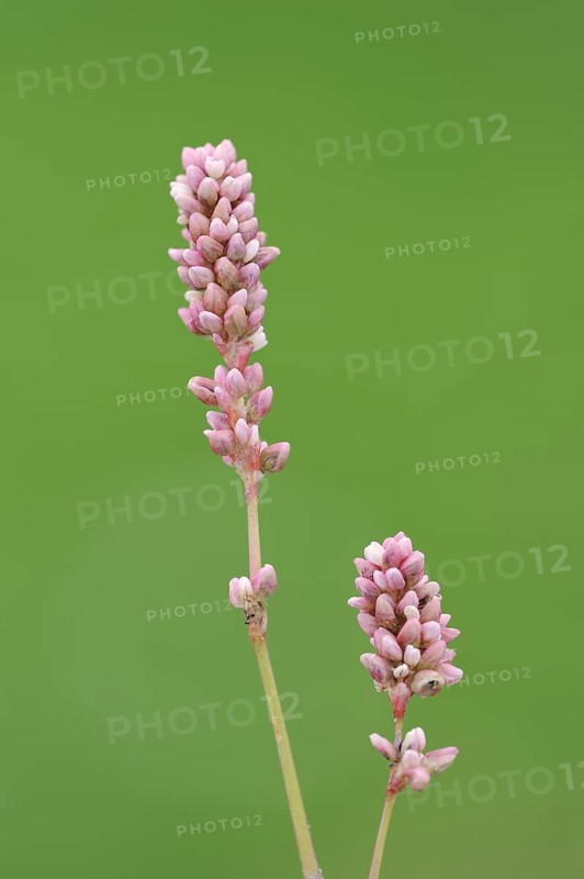 Flea knotweed or peach-leaved knotweed (Persicaria maculosa, Polygonum persicaria), false ear with flowers, North Rhine-Westphalia, Germany, Europe