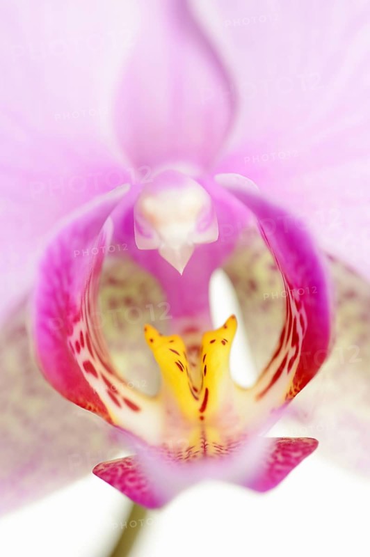Butterfly orchid (Phalaenopsis), flower detail, houseplant, North Rhine-Westphalia, Germany, Europe