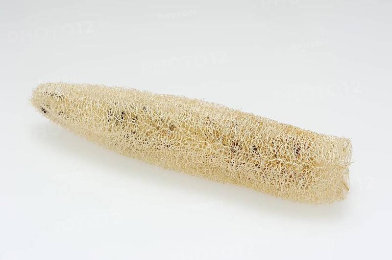 Sponge cucumber (Luffa aegyptiaca, Luffa cylindrica), fibrous interior of the ripe fruit, used as a loofah sponge, massage and bath sponge