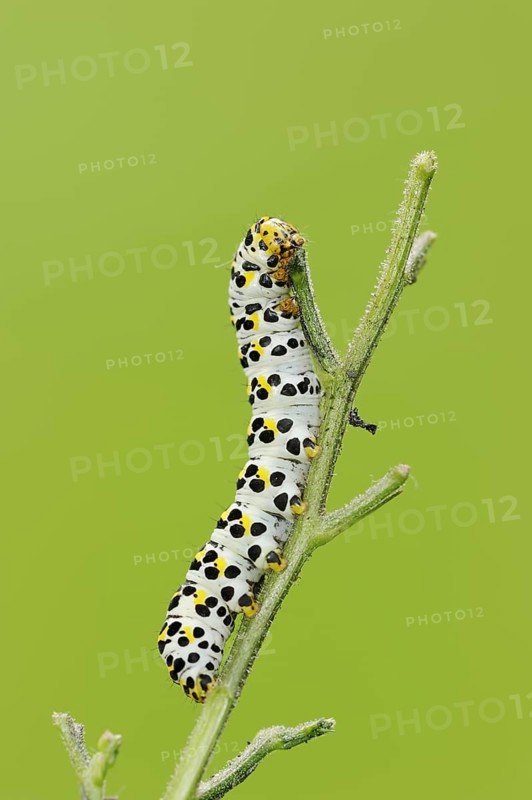 Brown-root monk (Shargacucullia scrophulariae), caterpillar, North Rhine-Westphalia, Germany, Europe