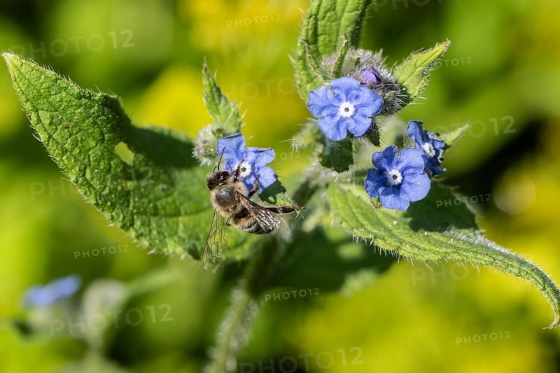 Honey bee (Apis mellifera) on Spanish ox tongue (Pentaglottis sempervirens), Emsland, Lower Saxony, Germany, Europe