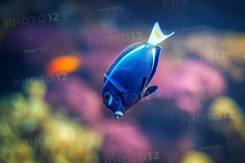 Powder-blue surgeonfish Acanthurus leucosternon aka powder blue tang fish underwater in sea