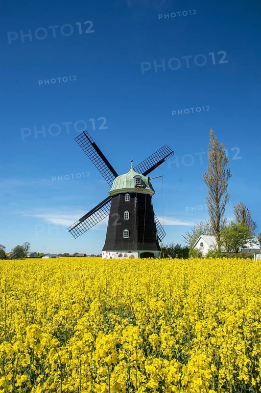 Windmill type Dutchman that was in use 1825, 1958, surrounded by blooming rapeseed fields and against blue sky in Hagestadborg, Ystad municipality, Skane, Sweden, Scandinavia, Europe