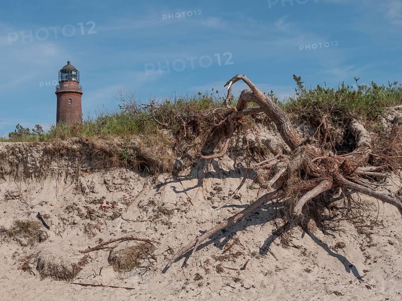 A lighthouse stands on a dune with plants and exposed tree roots under a blue sky, lighthouse on a beach, blue sky, old tree root, zingst, germany