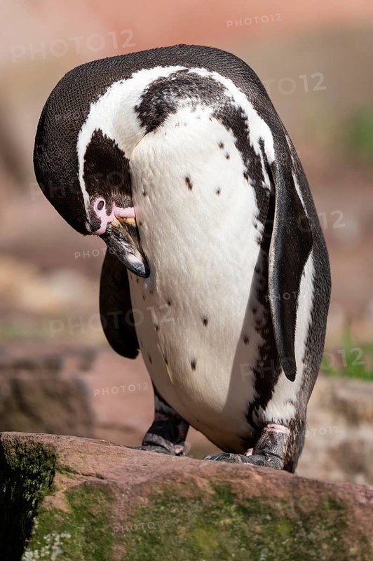 Humboldt penguin (Spheniscus humboldti) standing on a rock and preening itself, occurrence in South America, captive, Germany, Europe