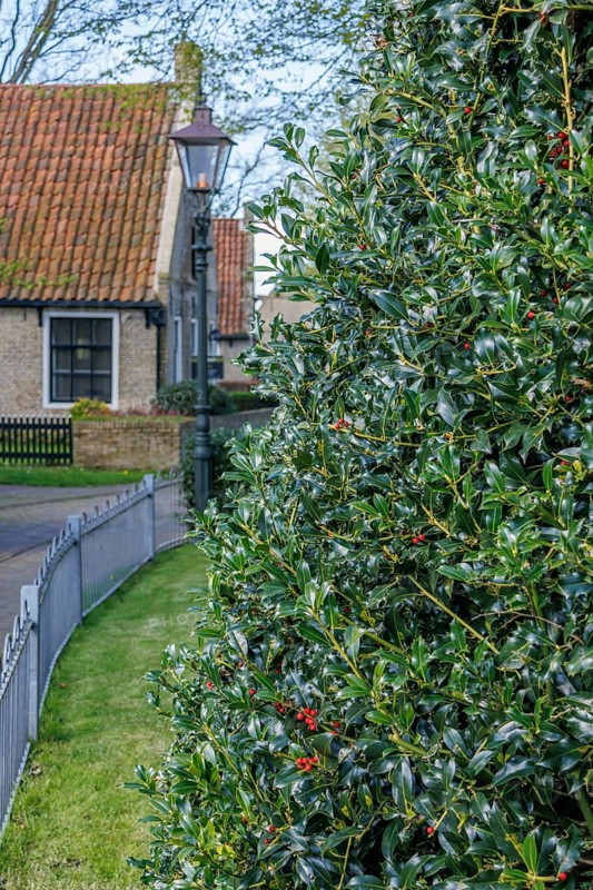 High hedge next to a garden fence and a road, traditional houses in the background, quiet rural atmosphere, historic houses and a church with small streets and lanterns, Nes, Ameland, Netherlands