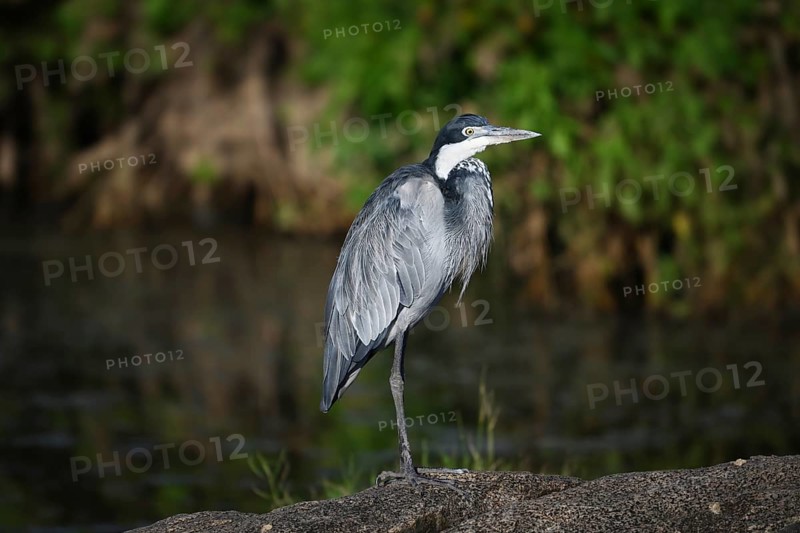 Black-headed heron (Ardea melanocephala) stands by a pond, Serengeti National Park, Tanzania, Africa