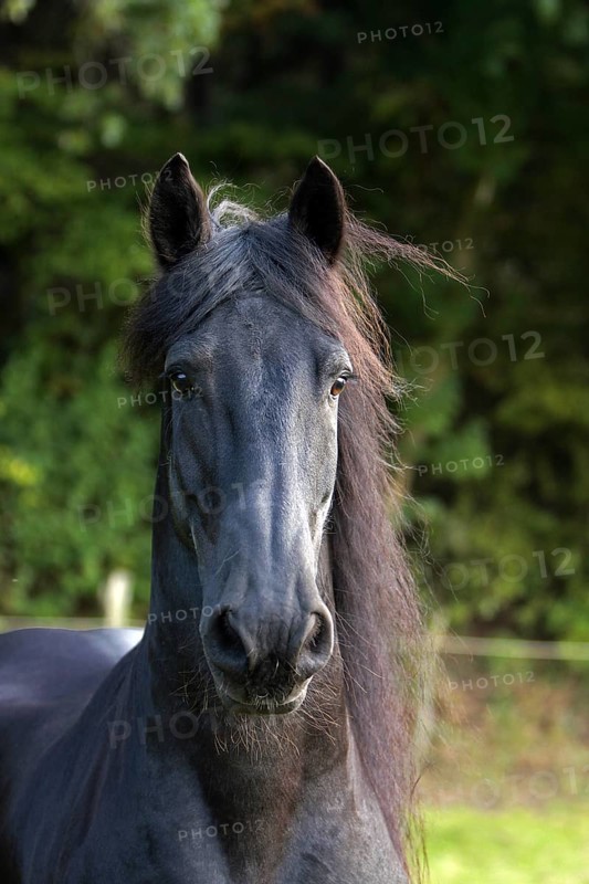 Friesian, Friesian horse