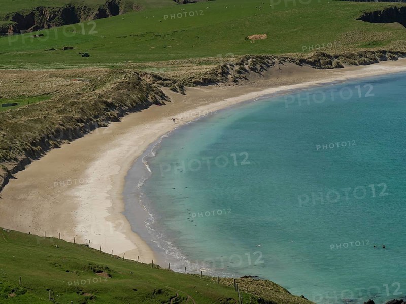 A quiet sandy beach surrounded by rocky cliffs and gentle green slopes, with turquoise clear water that perfectly matches the landscape, golden beach with green meadows on a deep blue sea with blue sky, lerwick, shetland, Scotland, United Kingdom, Europe