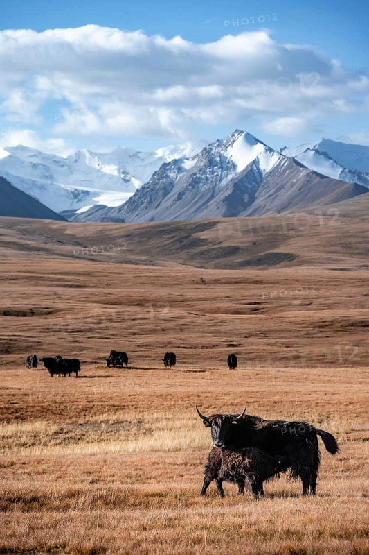Glaciated and snow-covered mountains, yaks grazing on the plateau in autumnal mountain landscape with yellow grass, young animal suckling with mother, Tian Shan, Sky Mountains, Sary Jaz Valley, Kyrgyzstan, Asia