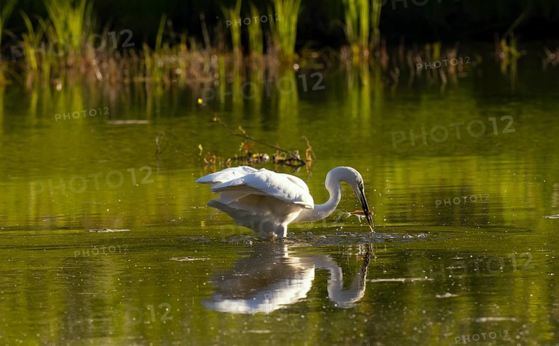 Great egret (Ardea alba), Hunting, Water, Fish, Lower Austria