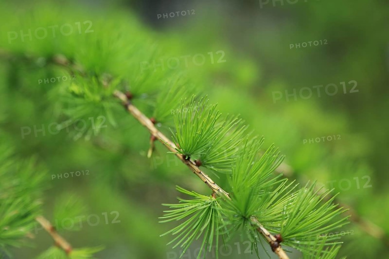 Larch (Larix), branch, detail