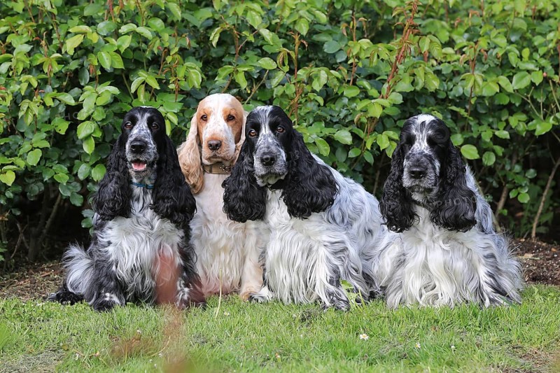 Cocker Spaniel, group picture