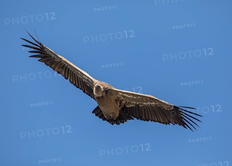 Griffon vulture (Gyps fulvus), Monfraguee National Park, Extremadura, Castilla La Mancha, Spain, Europe