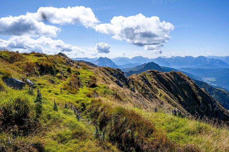 Green mountain meadow on a mountain ridge, Carnic Main Ridge, Carnic High Trail, Carnic Alps, Carinthia, Austria, Europe