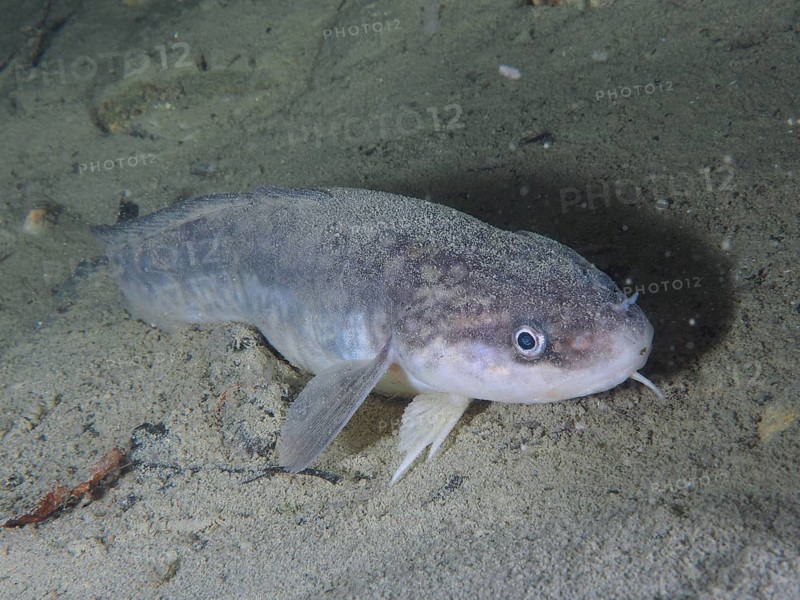 A greyish fish with a broad snout, burbot (Lota lota), rudd, on the sandy lake bottom. Dive site Kleiner Parkplatz, Herrliberg, Lake Zurich, Canton Zurich, Switzerland, Europe