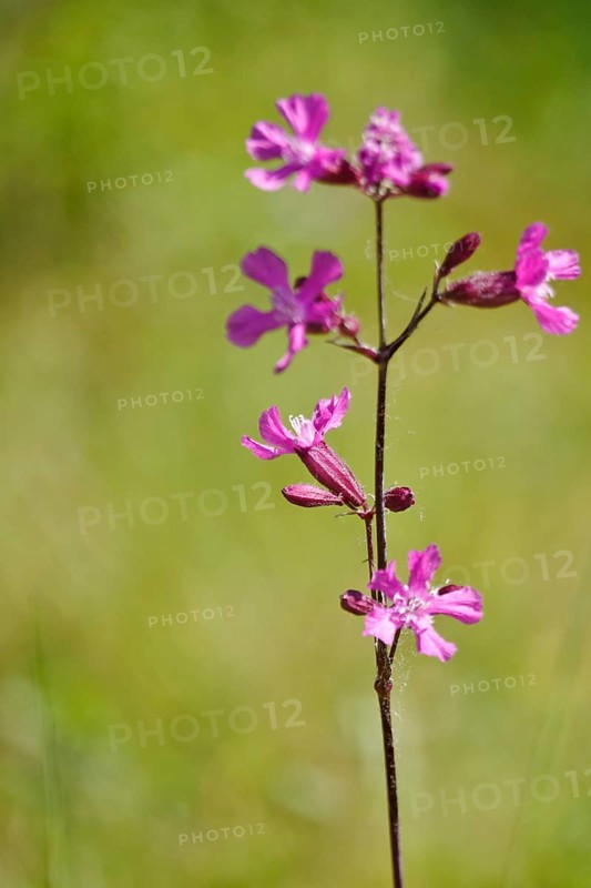 Pechnelke (Lychnis viscaria), May, Germany, Europe