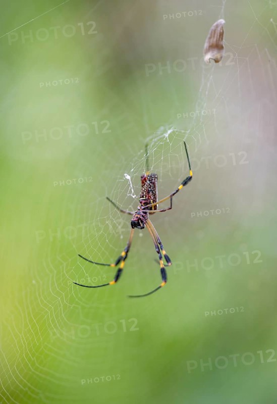 Golden silk spider (Nephila clavipes) sitting in its web, Tortuguero National Park, Costa Rica, Central America