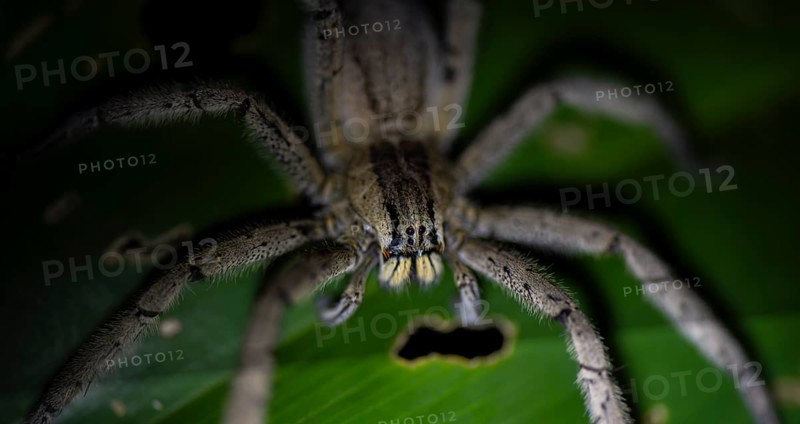 Getazi comb spider or Getazi banana spider (Cupiennius tazi) sitting on a banana leaf at night, Tortuguero National Park, Costa Rica, Central America
