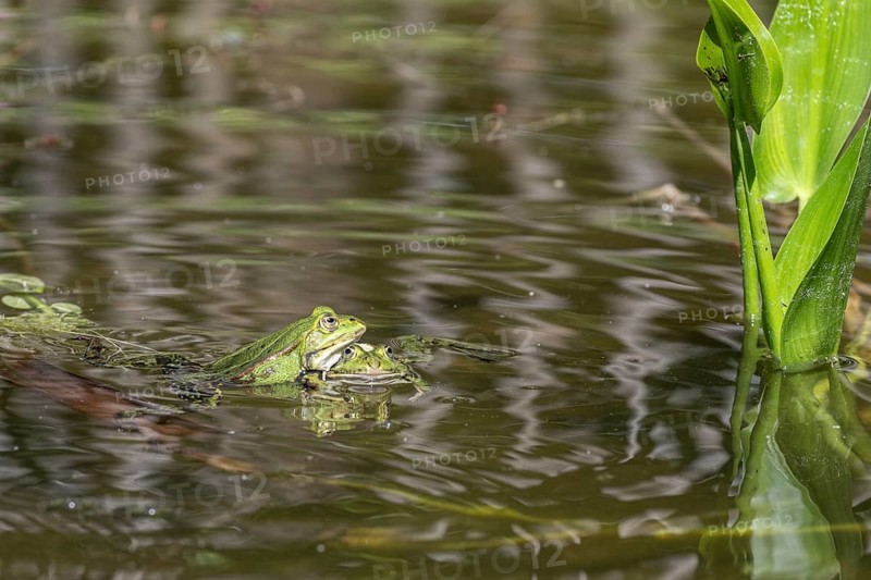 Green frogs (Rana esculenta), Emsland, Lower Saxony, Germany, Europe