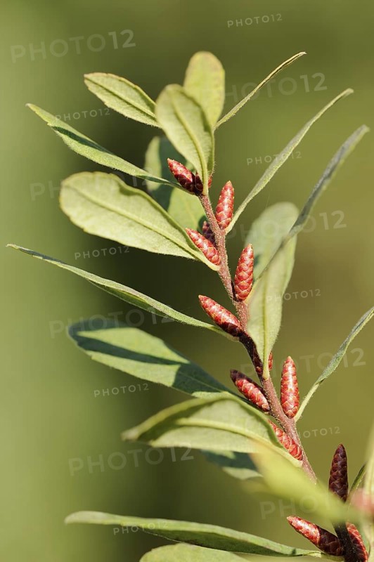 Bog myrtle (Myrica gale), North Rhine-Westphalia, Germany, Europe