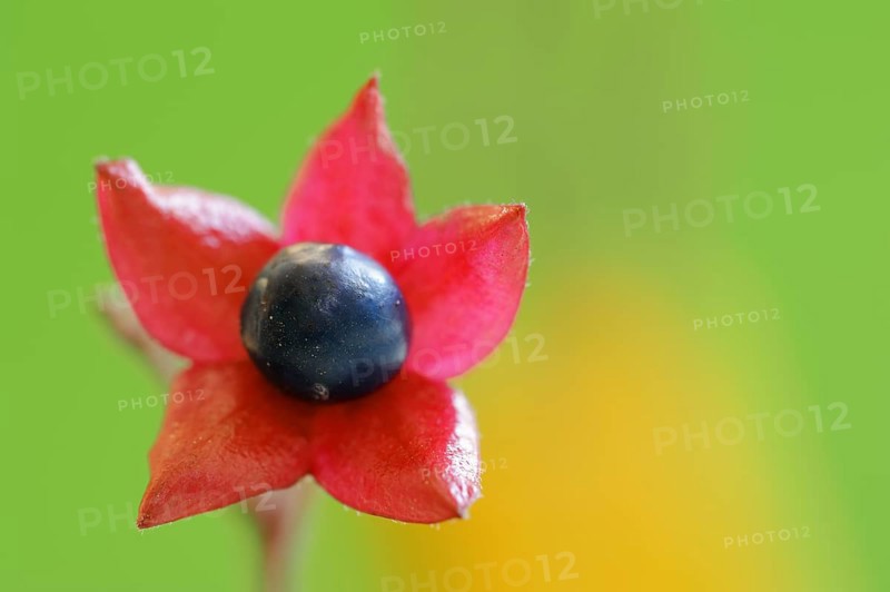 Japanese clerodendrum or Chinese clerodendrum (Clerodendrum trichotomum), fruiting stem, native to Asia, ornamental plant