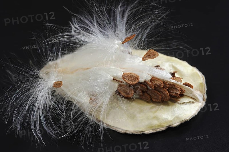 Common milkweed (Asclepias syriaca), fruit with flying seeds, ornamental plant, native to North America
