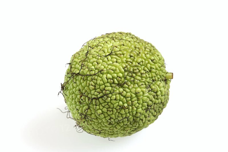 Hedge apple (Maclura pomifera), fruit on white background