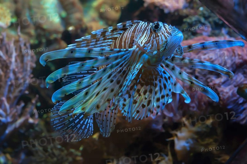 Pacific red lionfish (Pterois volitans) in the aqurium of Nuremberg Zoo, Nuremberg, Middle Franconia, Bavaria, Germany, Europe