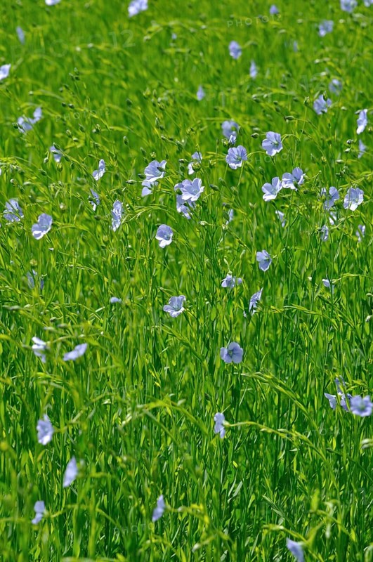 Flowering flax field