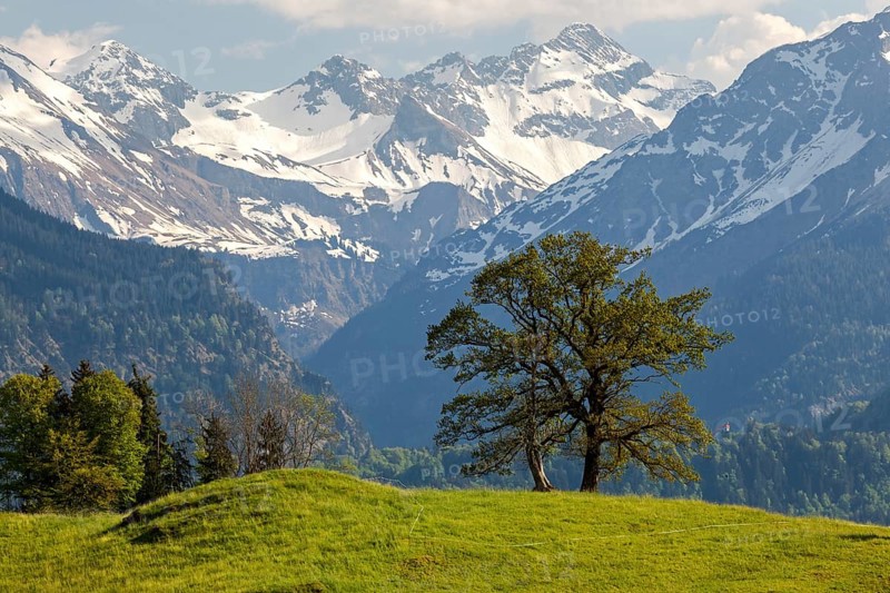 Group of trees in spring, snow-covered mountains of the Allgaeu Alps in the background, near Schoellang, Oberallgaeu, Allgaeu, Bavaria, Germany, Europe