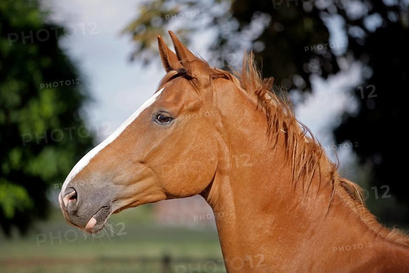 Hanoverian, Portrait