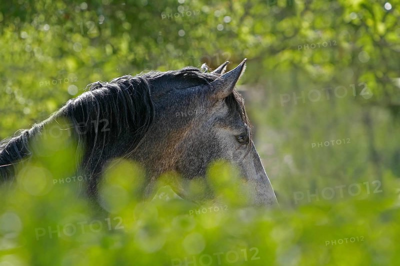 Andalusian, Andalusian horse, Antequera, Andalusia, Spain, Europe