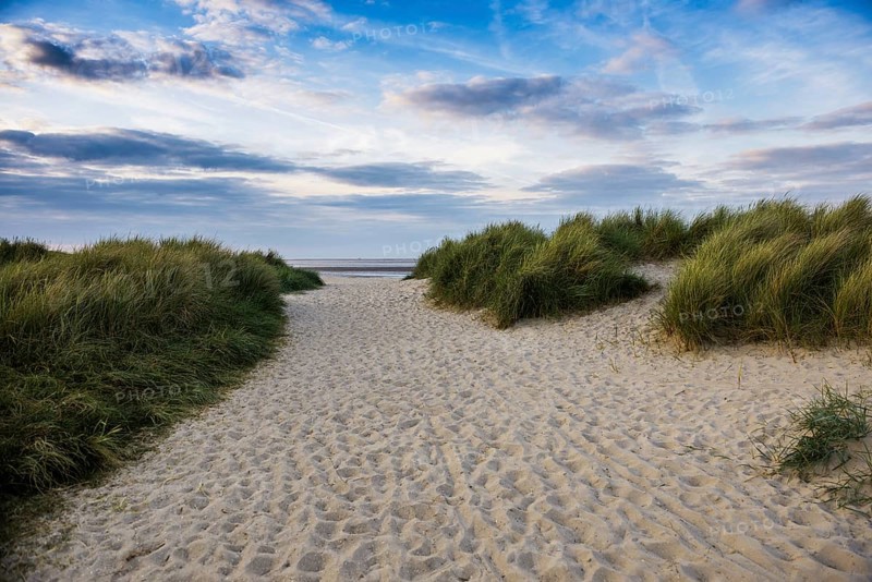Marram grass (Ammophila arenaria) on dune and beach, Wadden Sea, Schillig, Wangerland, East Frisia, Lower Saxony, Germany, Europe