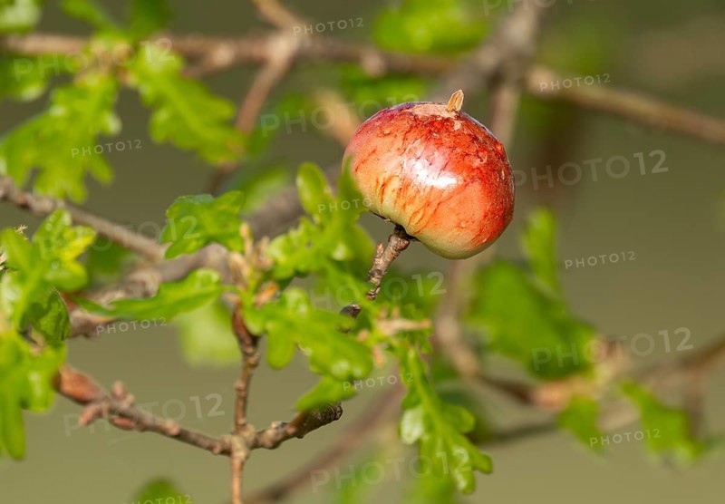 Gall, gall apple on oak (Quercus), Common oak gall wasp (Cynips quercusfolii), Lower Saxony, Germany, Europe