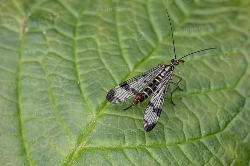 Scorpion fly (Panorpa communis), Emsland, Lower Saxony, Germany, Europe