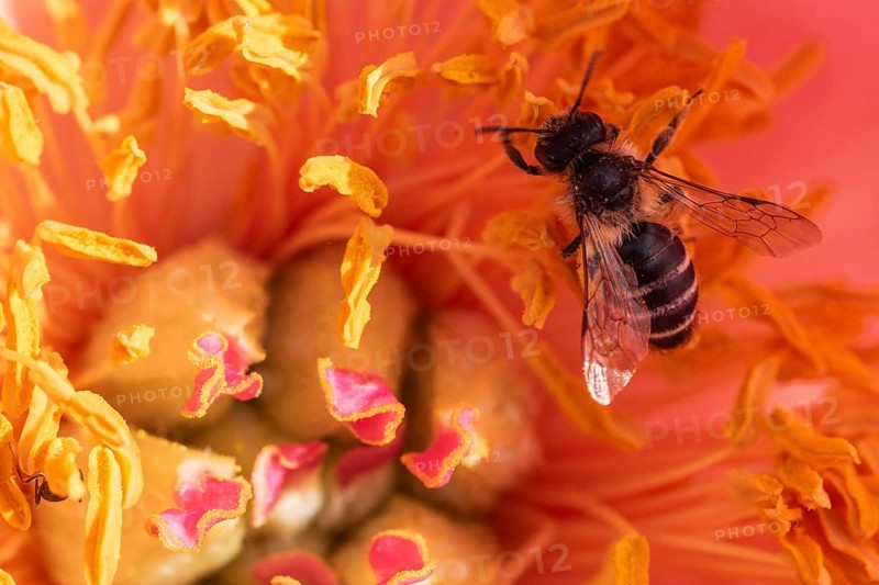 Common narrow-winged bee (Lasioglossum calceatum) in peony blossom, Emsland, Lower Saxony, Germany, Europe