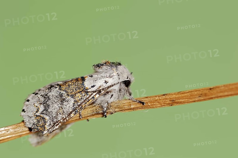 Sallow kitten moth (Furcula furcula), North Rhine-Westphalia, Germany, Europe