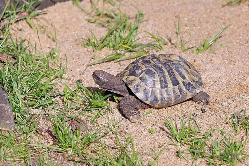 Hermann's tortoise (testudo hermanni), walking on sandy ground, captive, Rhineland-Palatinate, Germany, Europe